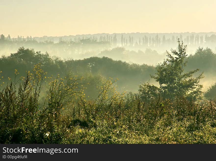 Morning fog on a marge of a wood