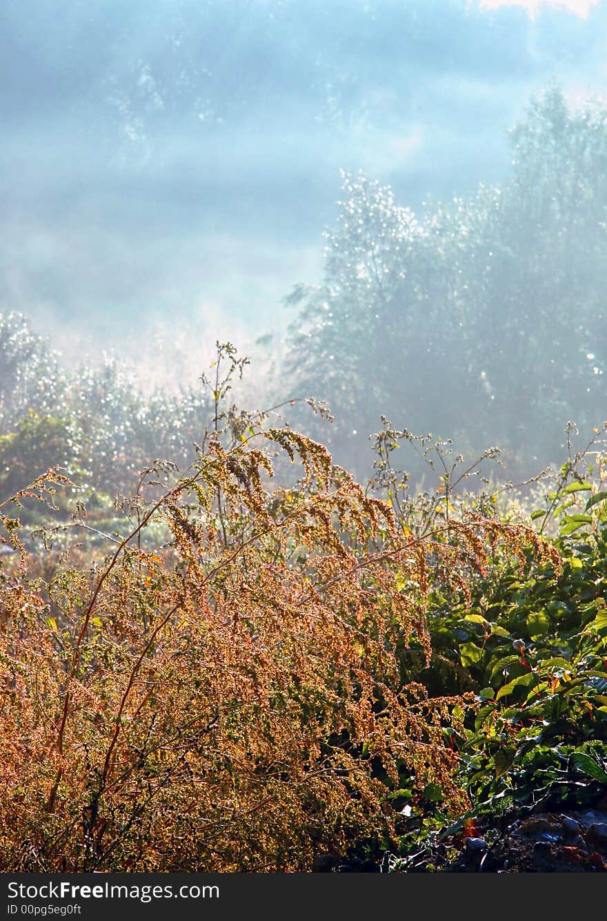 Morning fog on a marge of a wood