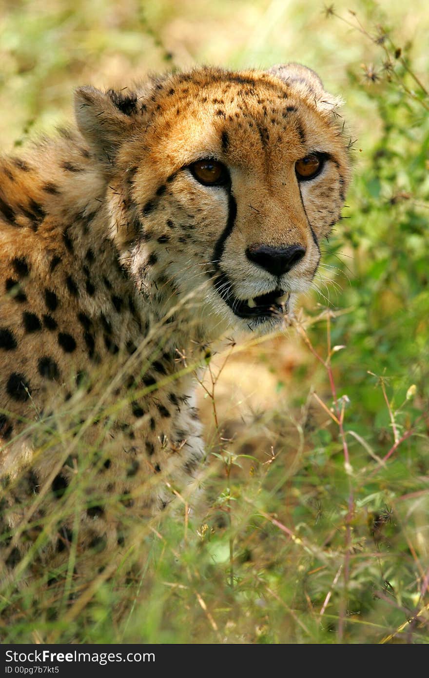 African Cheetah