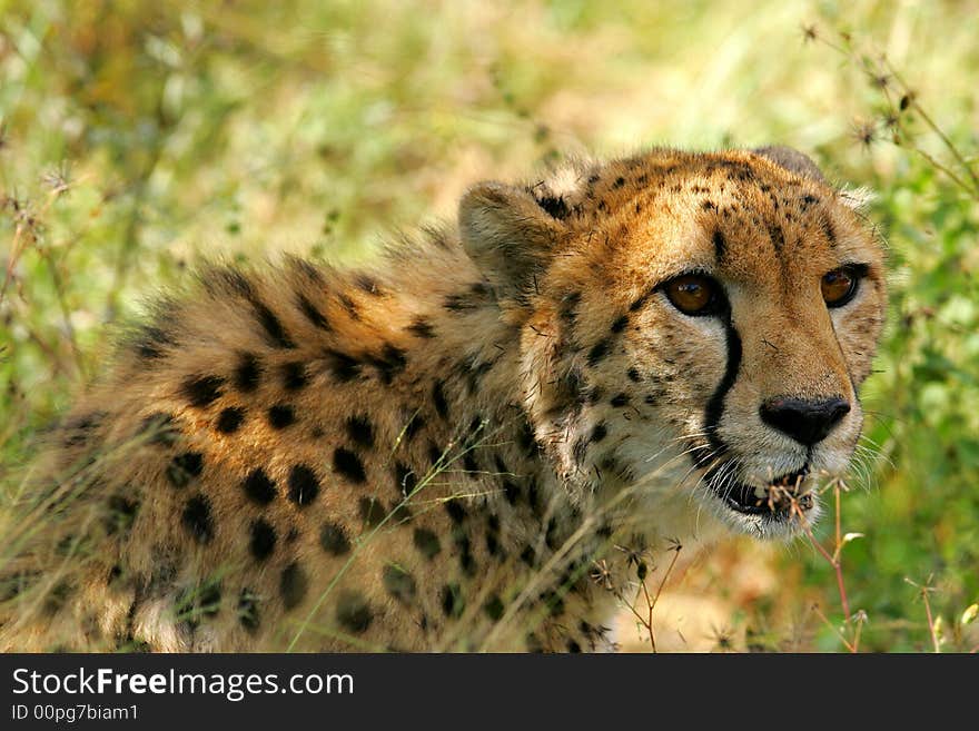 African Cheetah