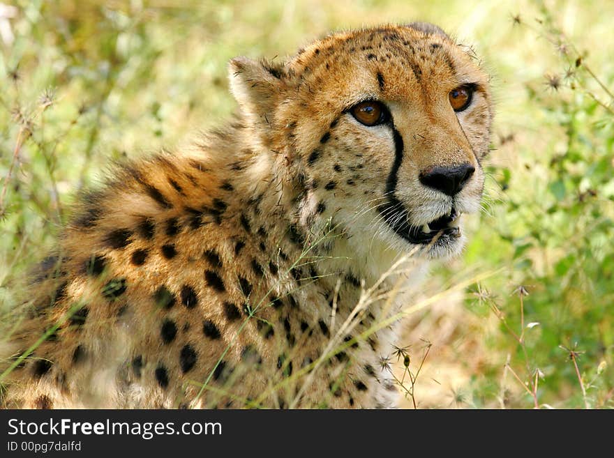 African Cheetah