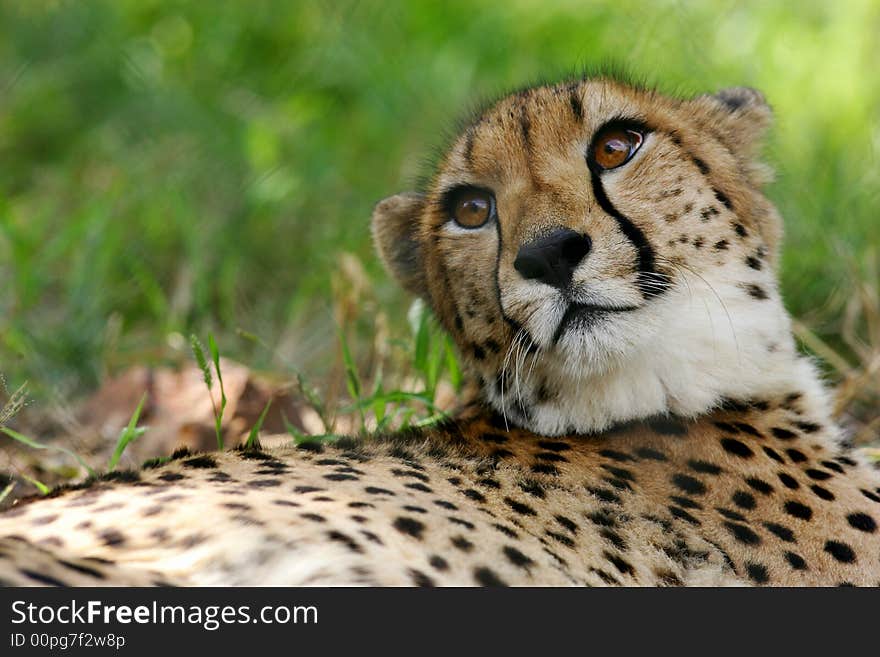 African Cheetah