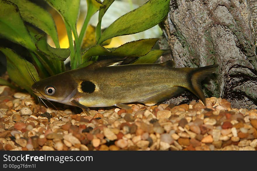 Black dot catfish resting in aquaria. Black dot catfish resting in aquaria.