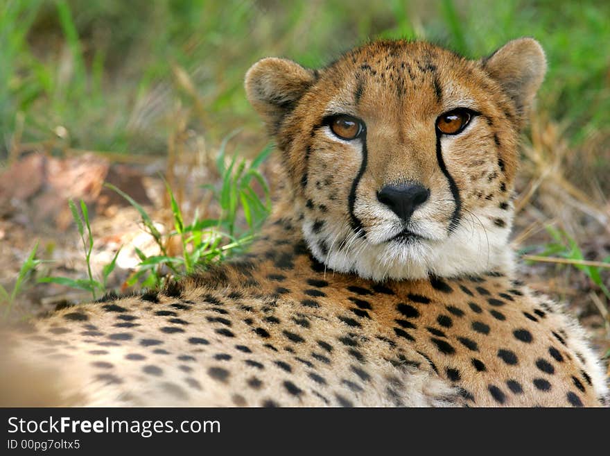 African Cheetah