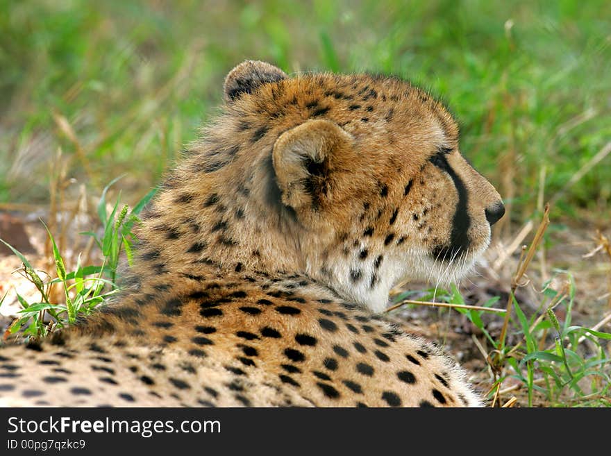 African Cheetah