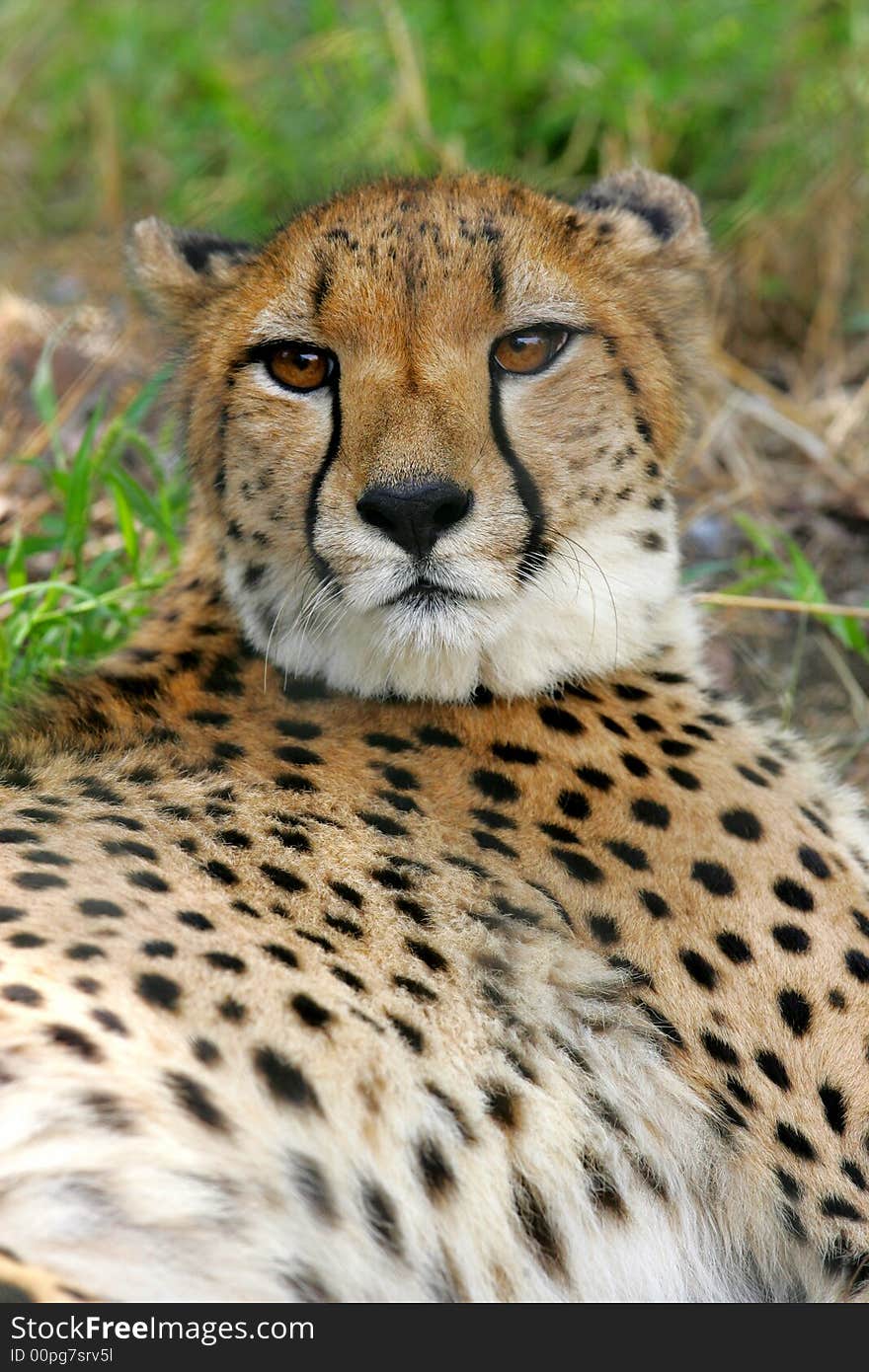 African Cheetah