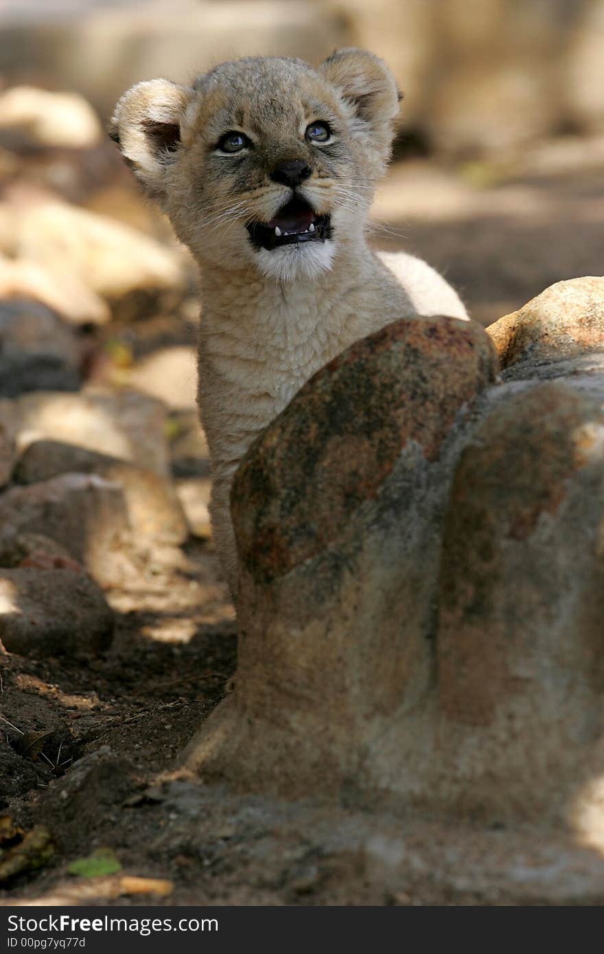 White Lion Cub