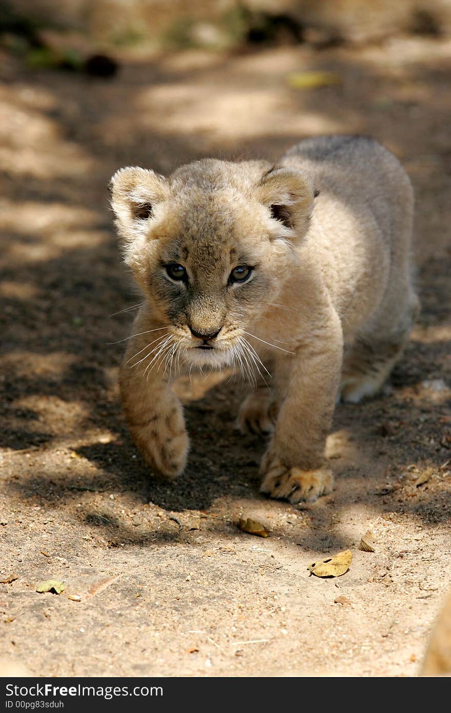 White Lion Cub