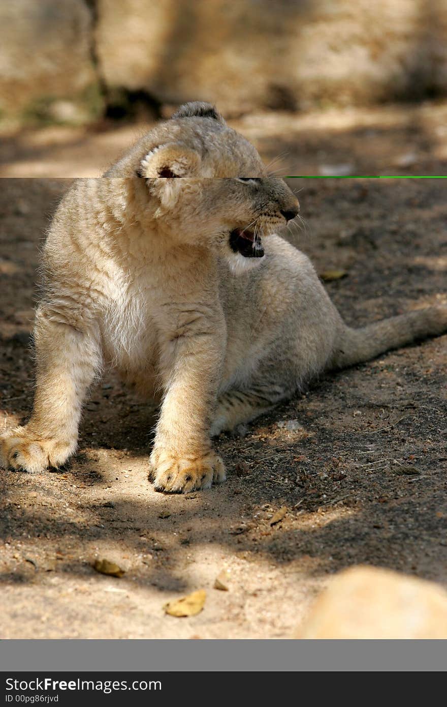 White Lion Cub