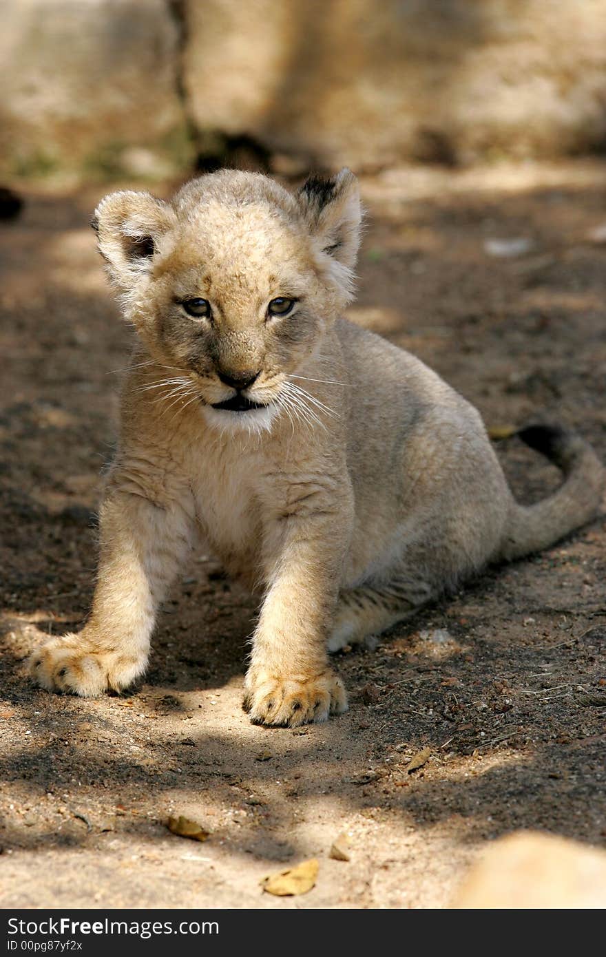 White Lion Cub