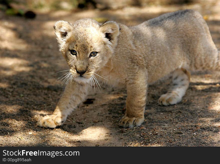 White Lion Cub