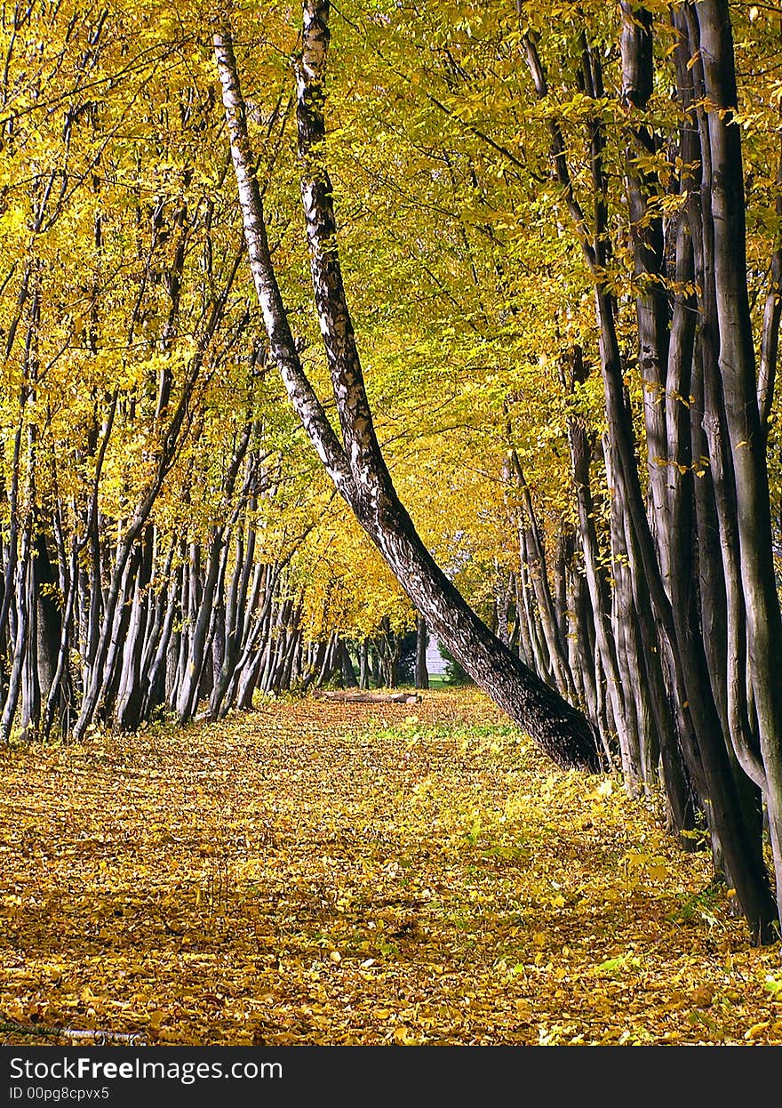 Autumn avenue from yellow trees