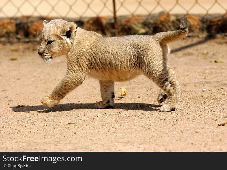 White Lion Cub