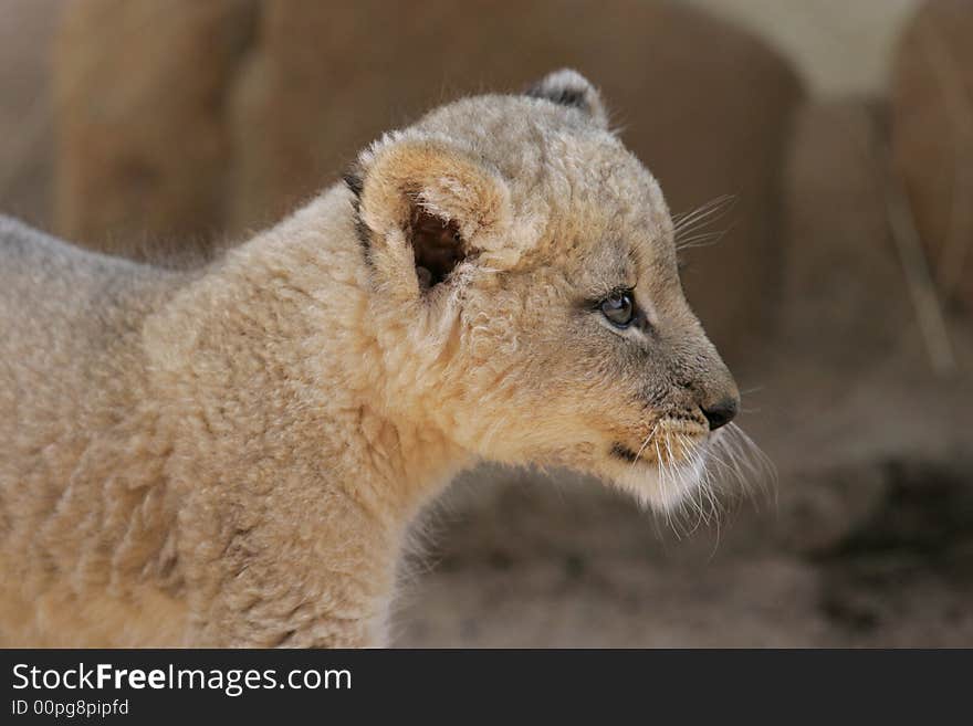 White Lion Cub