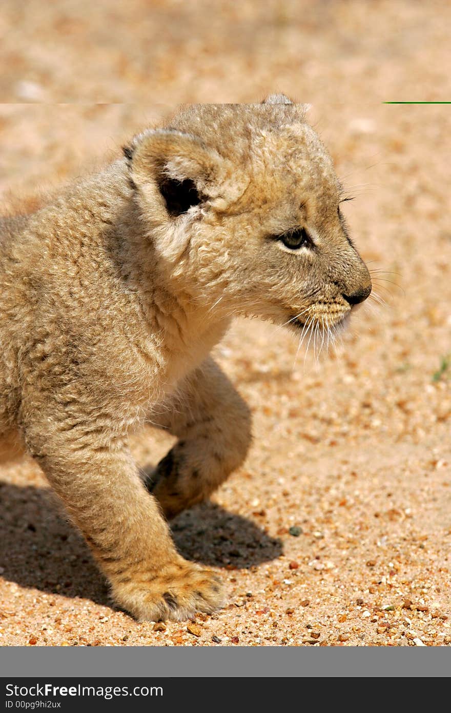 White Lion Cub