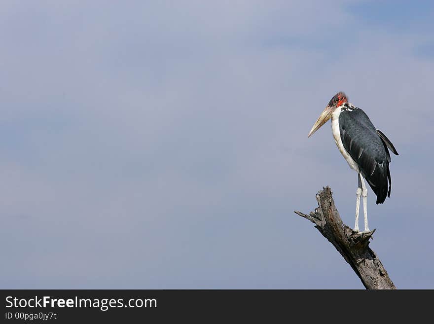 Marabou Stork