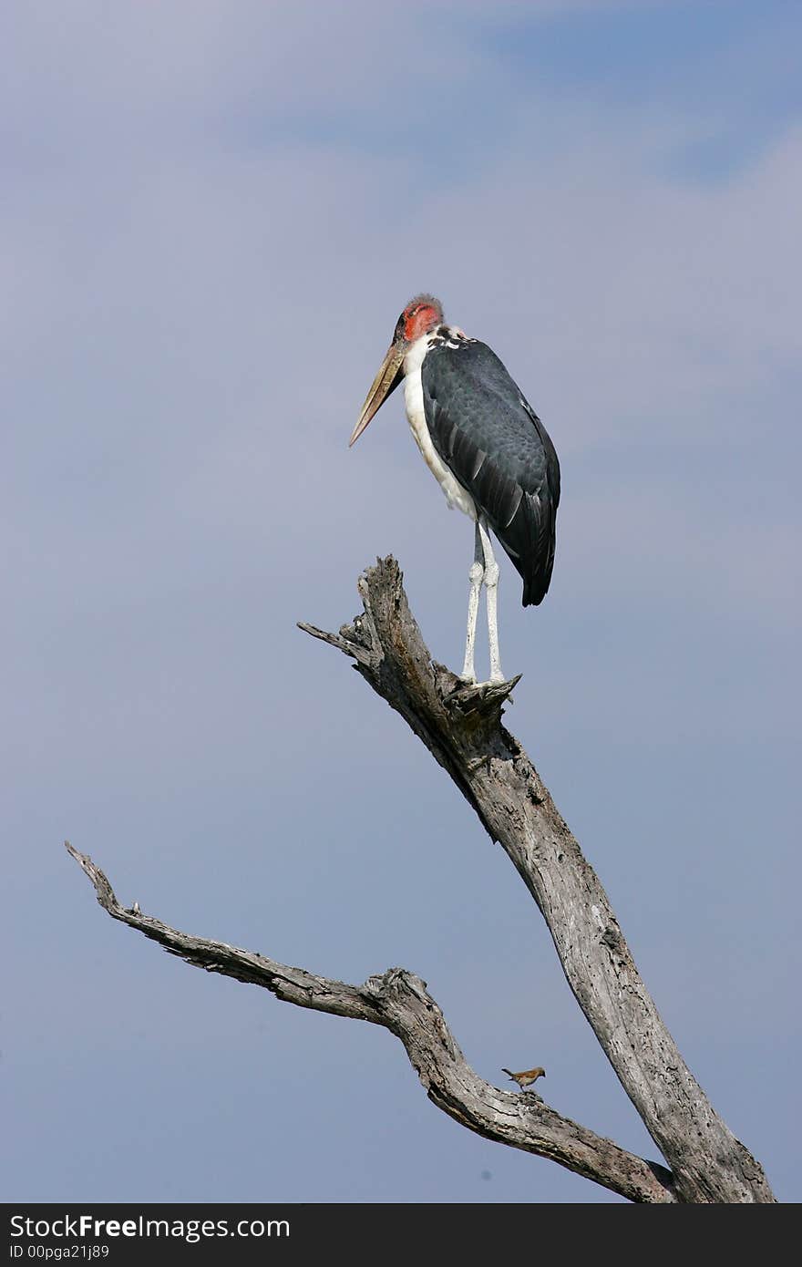 Marabou Stork