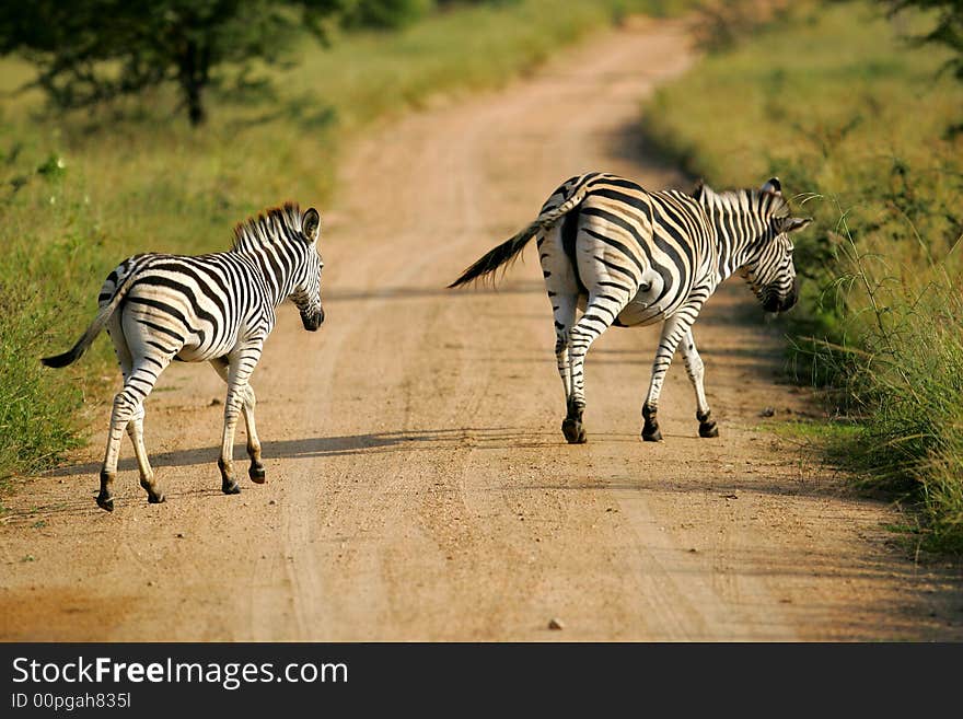 African Zebra