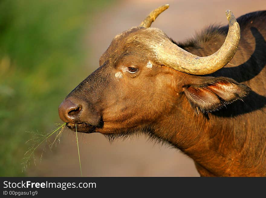 A shot of an African Cape Buffalo in the wild