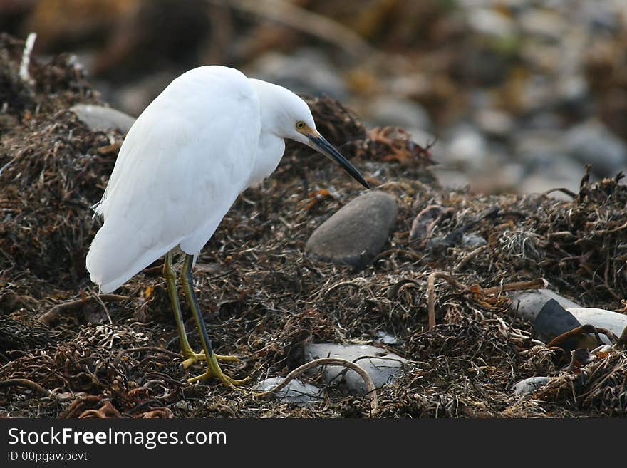 Willet shorebird.