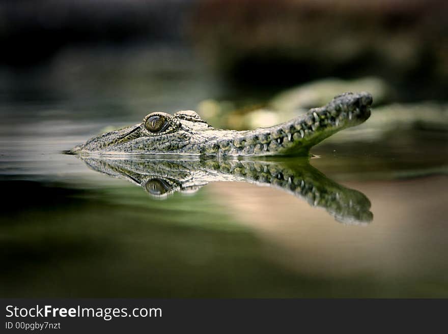 Fresh Water Crocodile