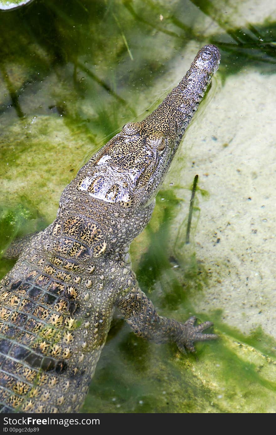 Fresh Water Crocodile