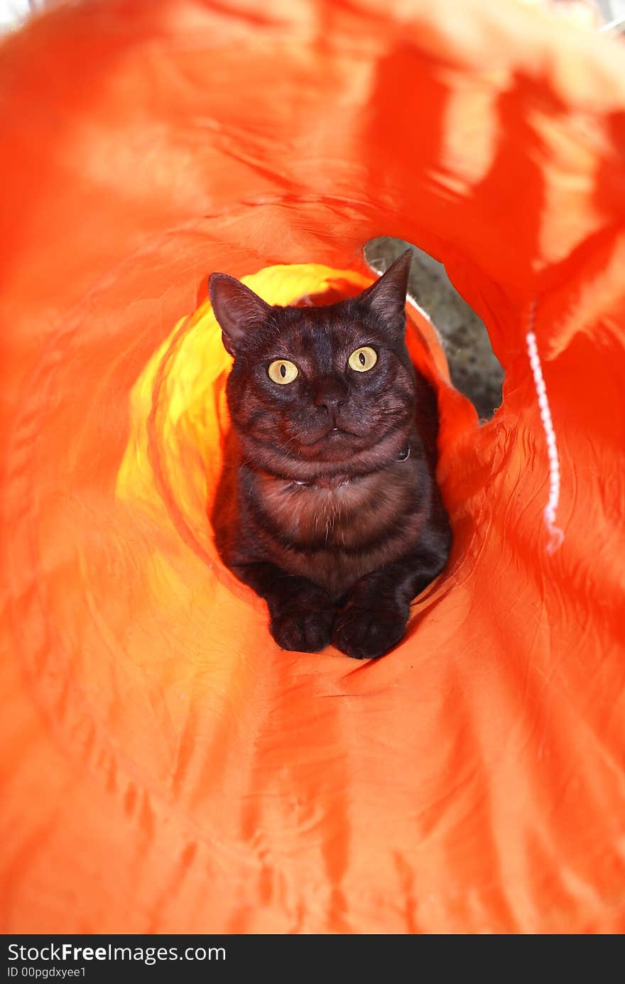 Black Cat In An Orange Tunnel