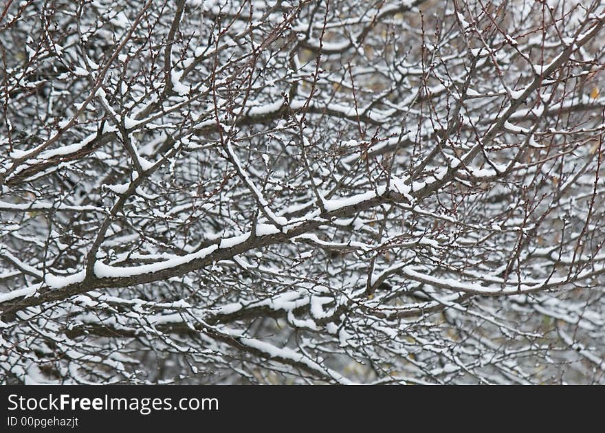 Tree brunches covered by snow. Tree brunches covered by snow