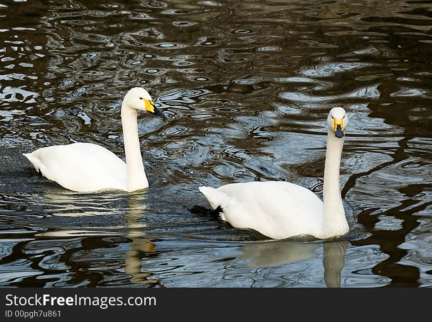 Two white goose in lake