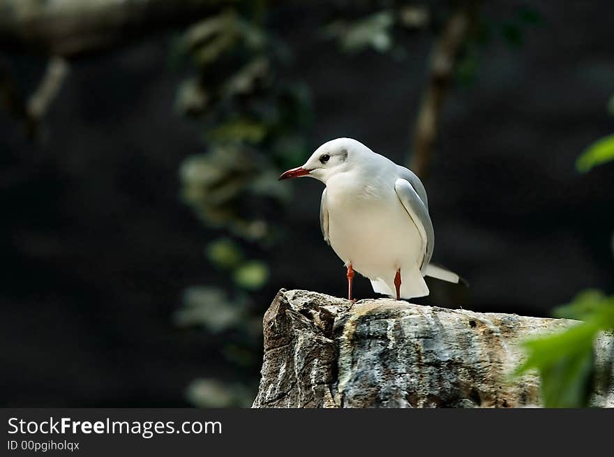 A sea-gull stands still on stone