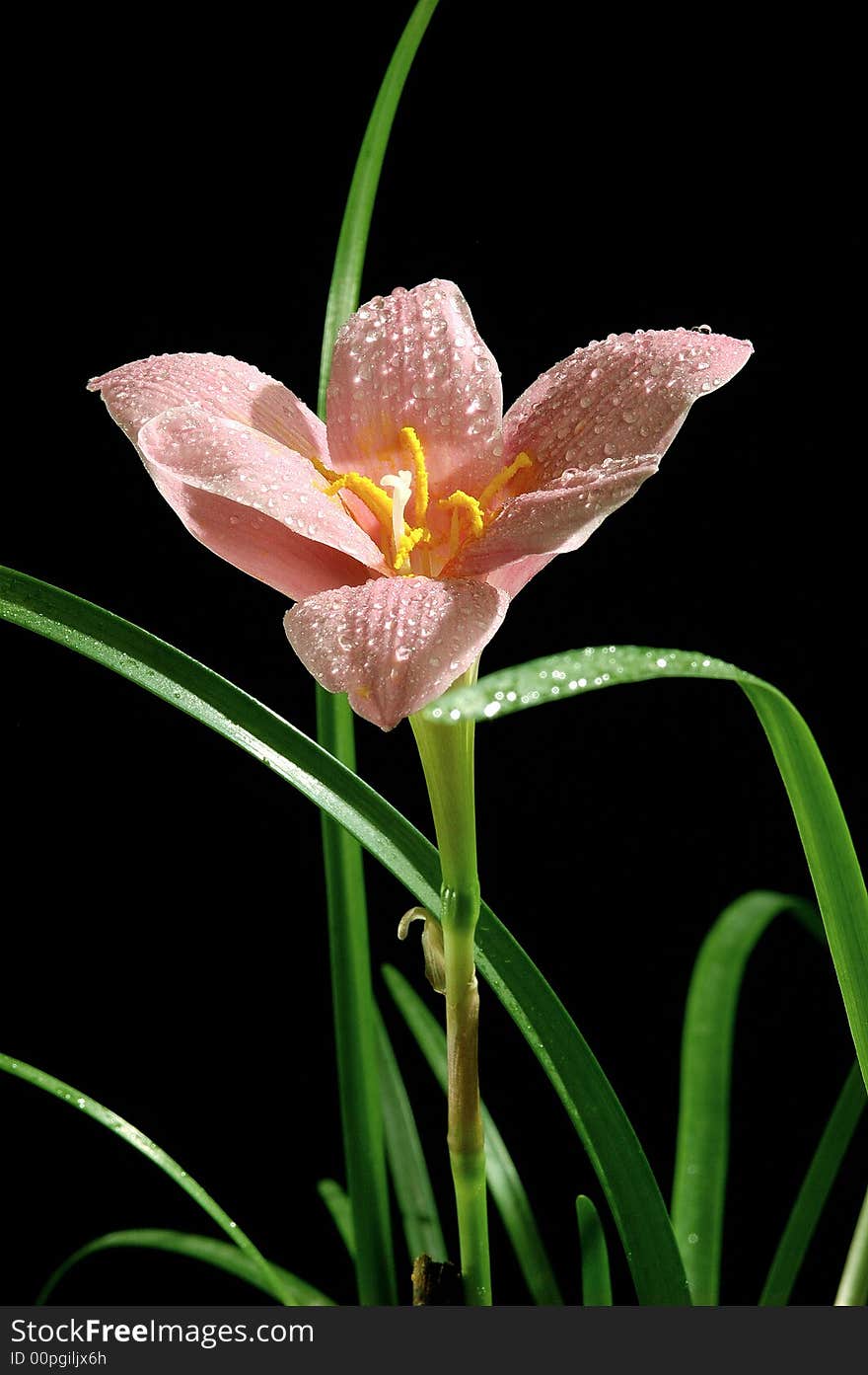 Vivid pink flower black background