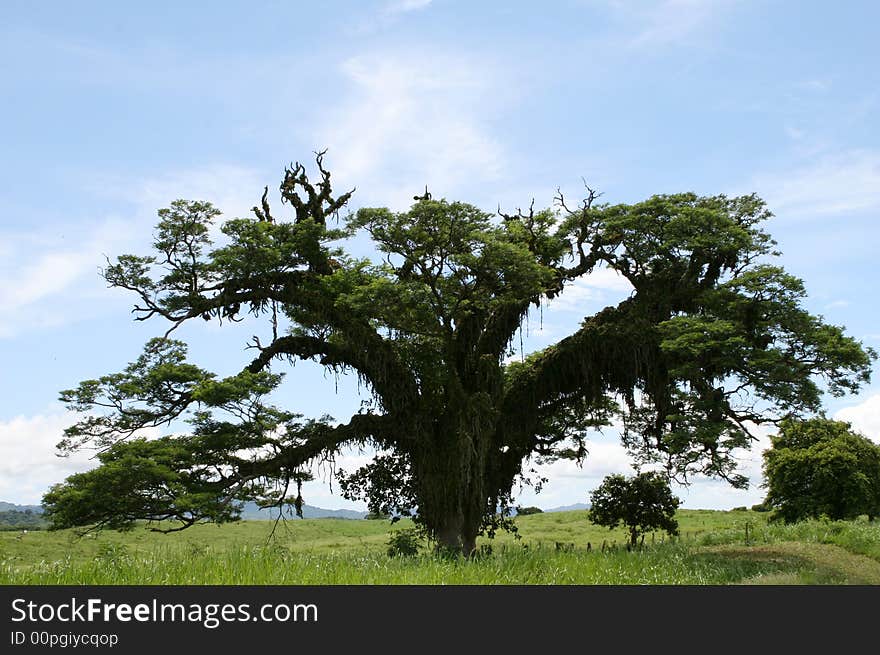 Tree Parasite