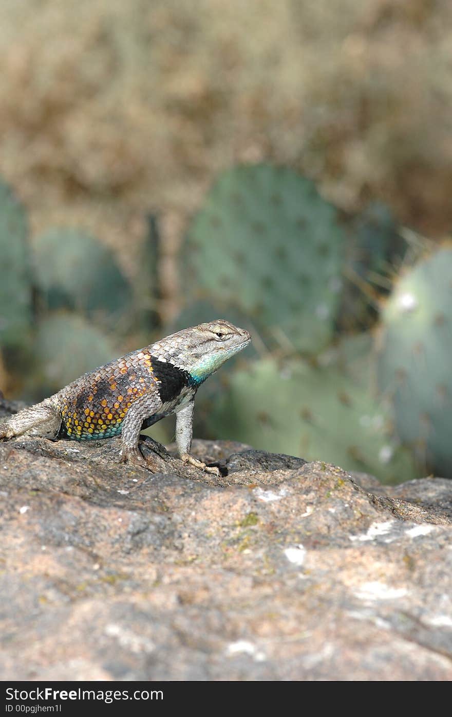 Yellow-Backed Spiny Lizard