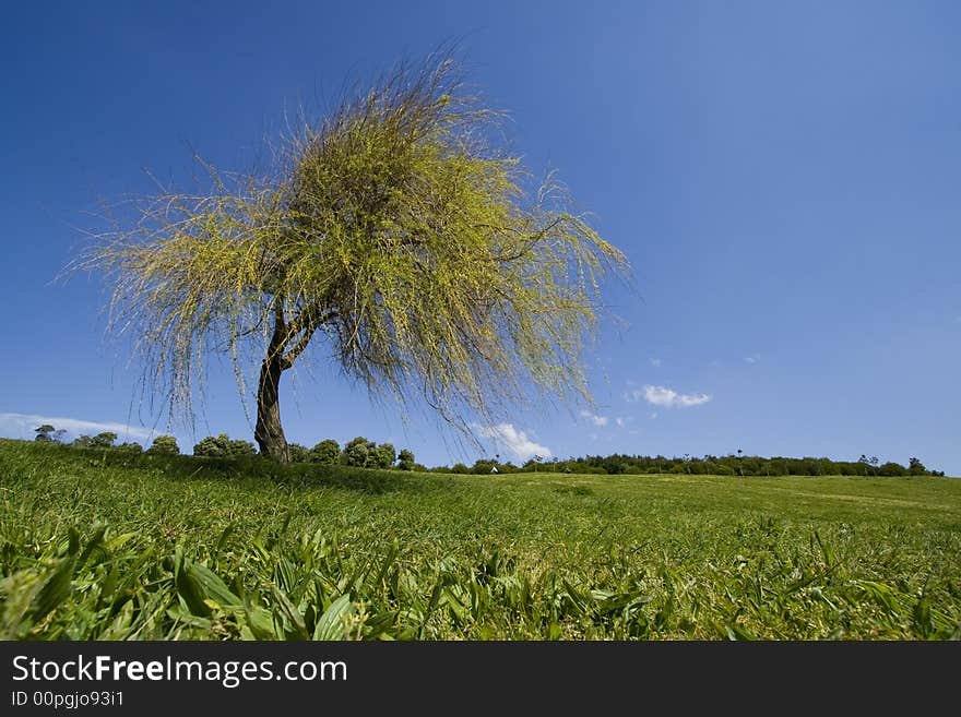 Landscape - Lonely tree on the field, the blue sky and white clouds