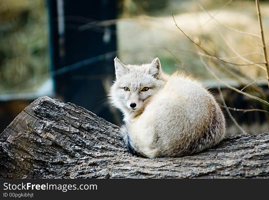 White fox in a crouch pose with  vigilant eyes