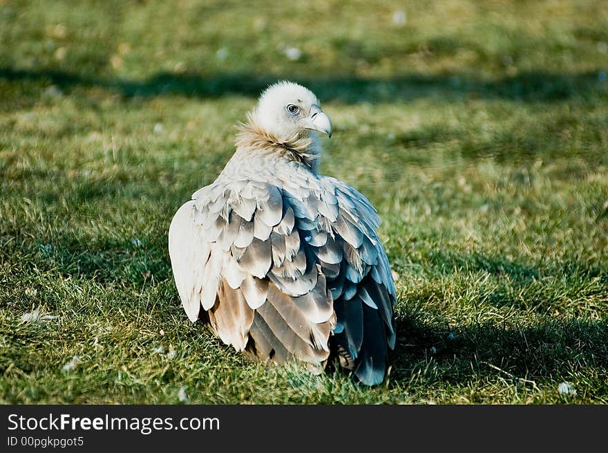 A Eagle Squatting On The Green Grass Land