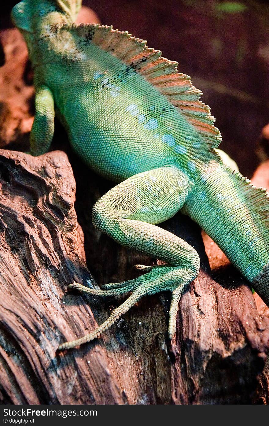 Closeup of a green lizard