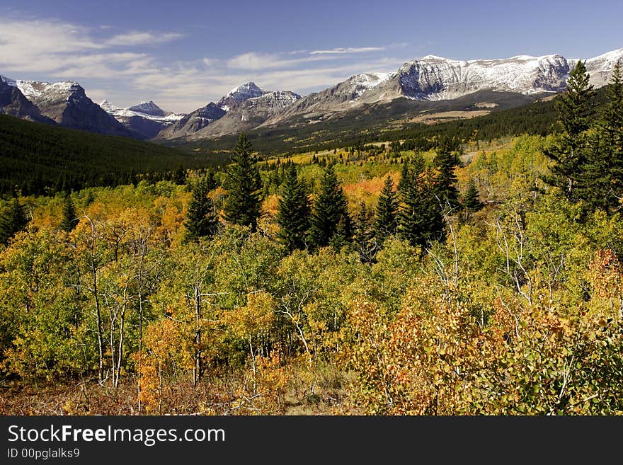 Stands of quaking aspen among pine trees with glacier carved valley and snow covered mountain peaks in background. Stands of quaking aspen among pine trees with glacier carved valley and snow covered mountain peaks in background