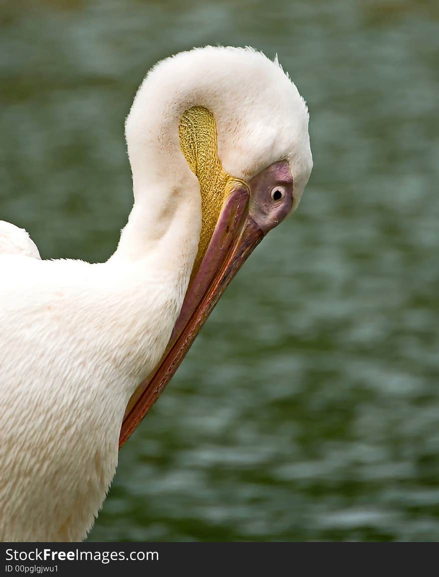 Head shot of a pelican looking pensive.