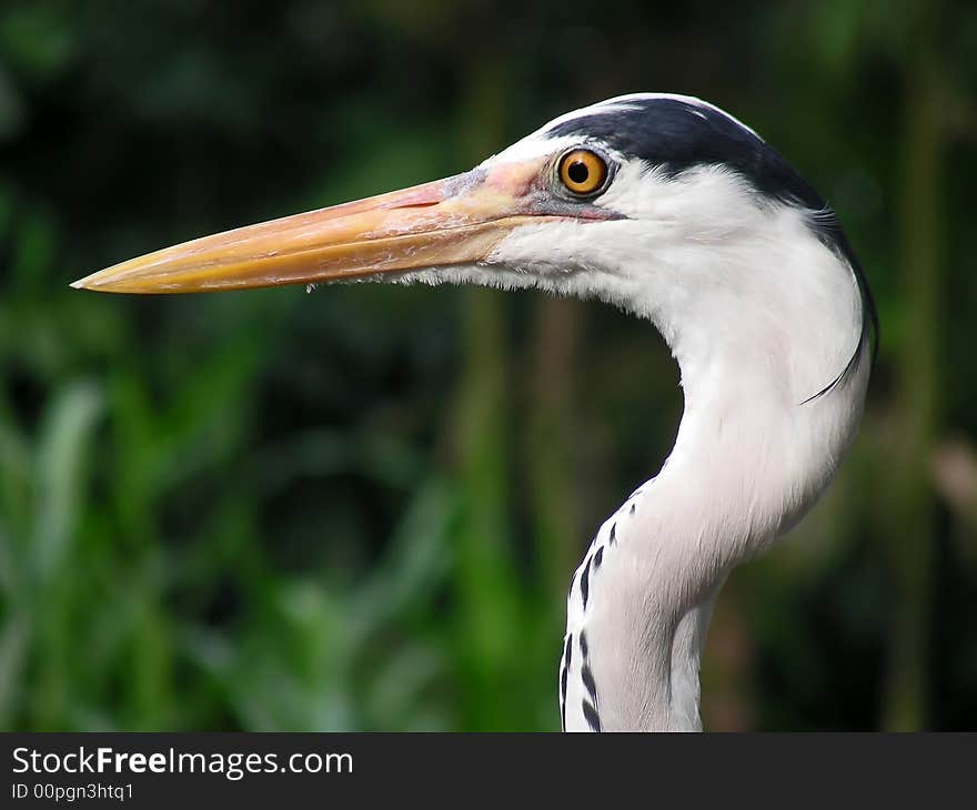 One skinny bird - head shot of a white heron.