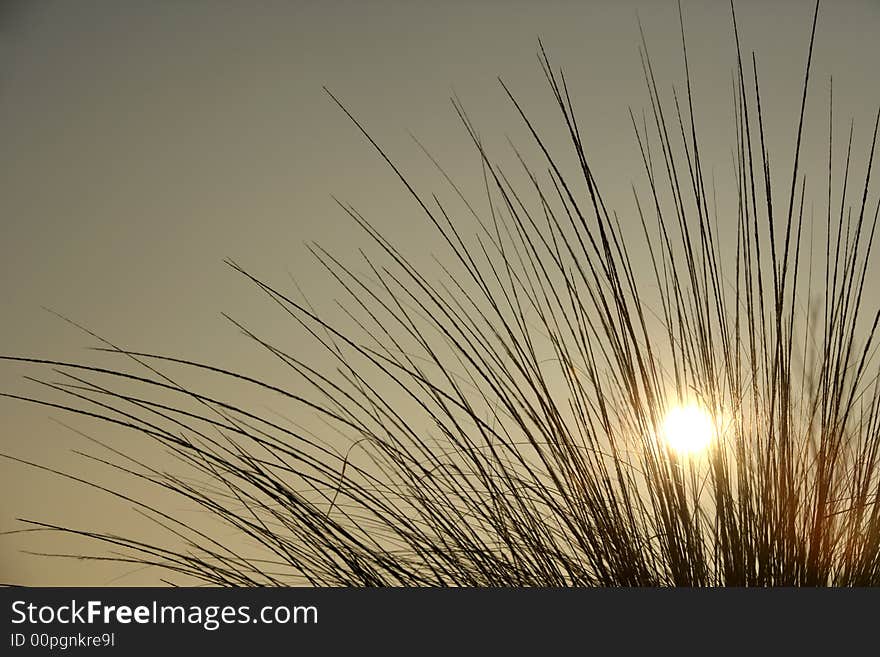 Sunrise threw the grass