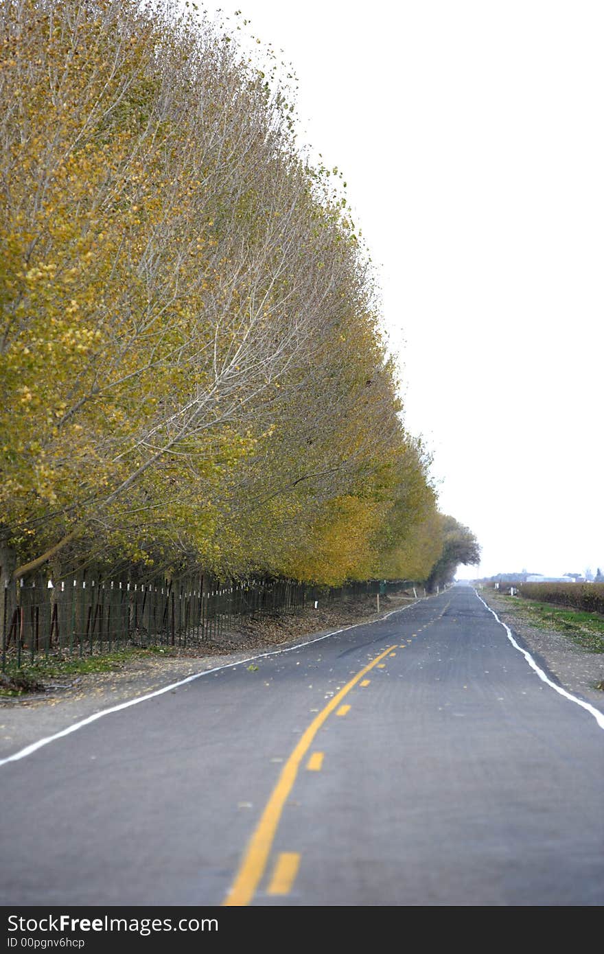 A country road lined with fall colored trees