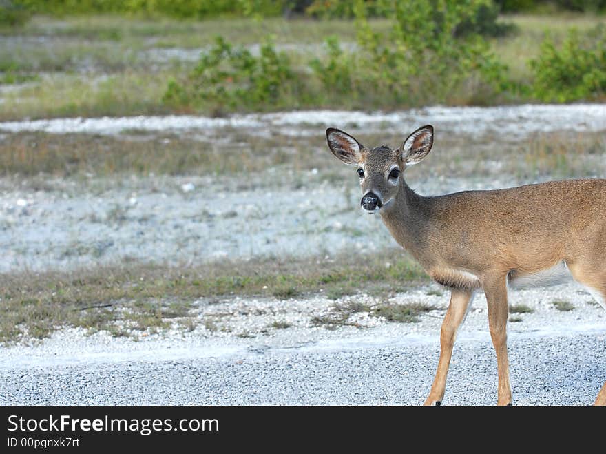 The female key deer is full grown at only 24 inches.