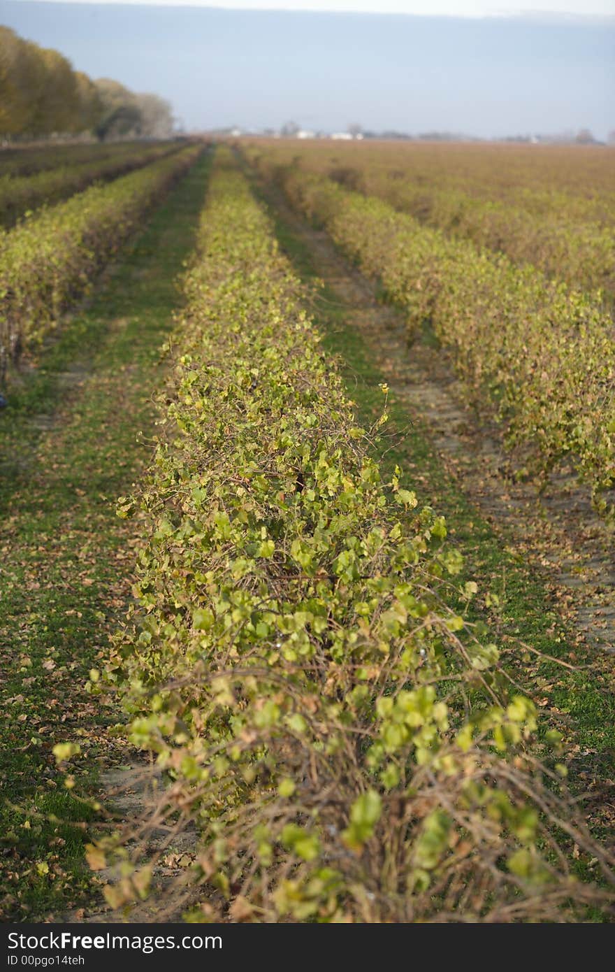 A Napa vineyard in the fall as the leaves begin to change color