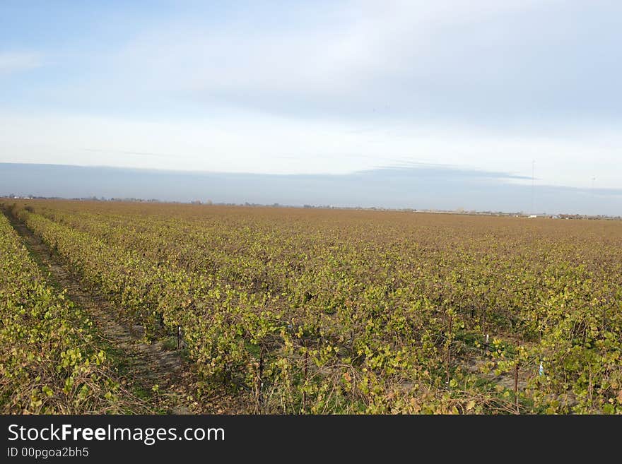 A Napa vineyard in the fall as the leaves begin to change color