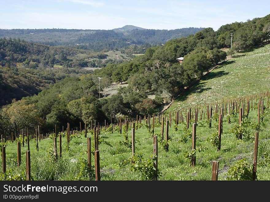 A young vineyard on a hill side in the Napa Valley