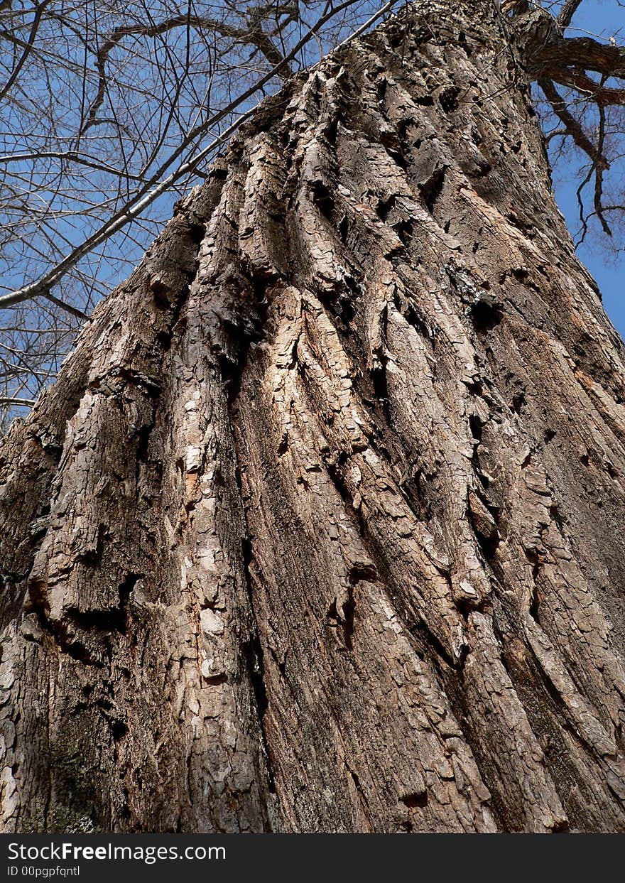 A close up of the very rough and chapped bark of the huge tree. Angle shot, vertical. Russian Far East, Primorye. A close up of the very rough and chapped bark of the huge tree. Angle shot, vertical. Russian Far East, Primorye.