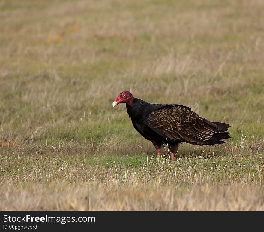 Turkey Vulture