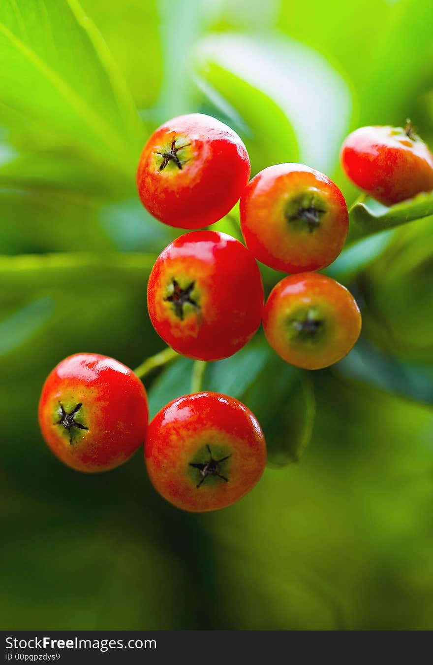 Red Pyracantha