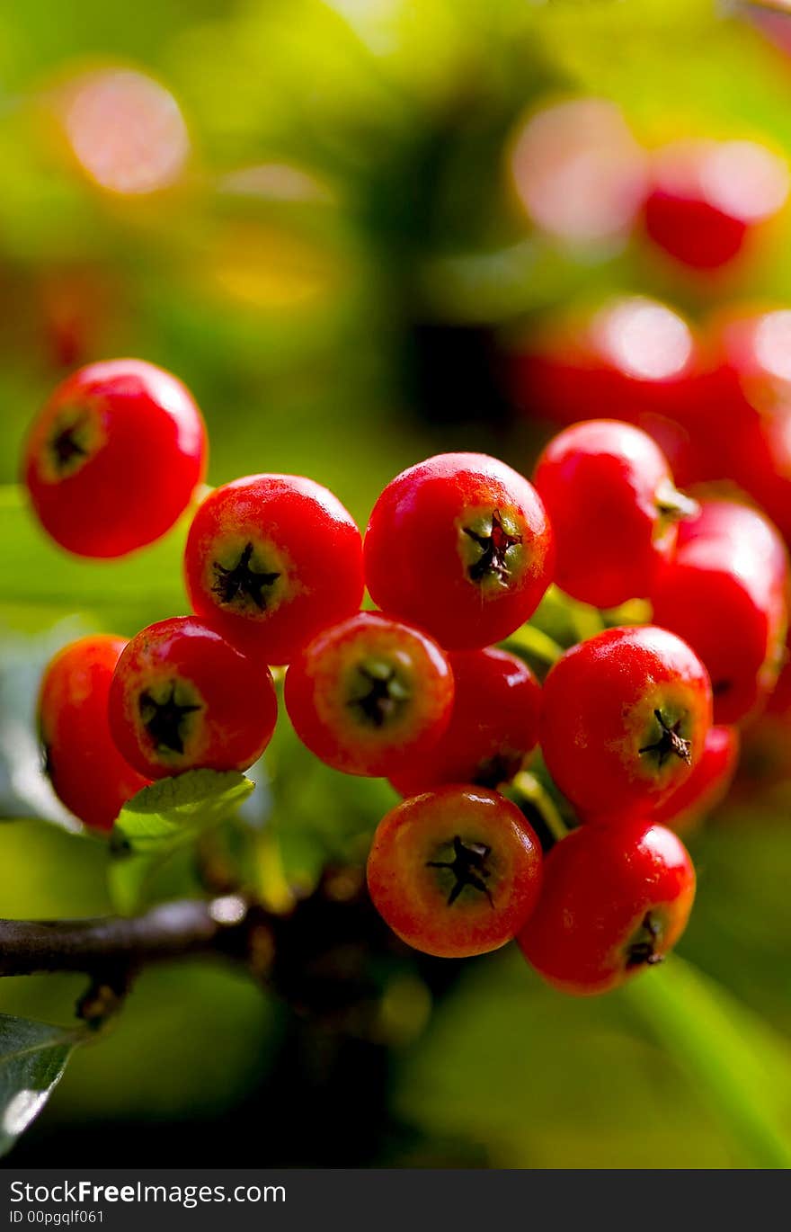 The Pyracantha fructification　grows in Guizhou Mountain in autumn